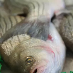 Por qué buscas bajo tu amparo refugio, si solo debes confiar en ti mismo