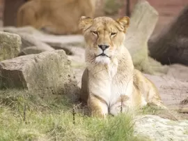 Cómo describirías a un elefante en inglés