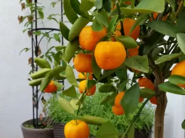Cómo se llama el postre típico francés que lleva una capa de dulce de naranja
