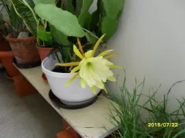 Qué debo hacer para que santa Rita me conceda salud en este momento de necesidad