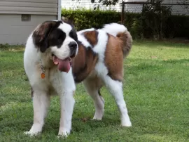 Qué deben recordar acerca de San Bernardo