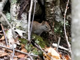 Qué significado tiene la pulsera árbol de la vida de plata