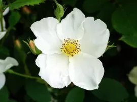 Qué es el significado de la rosa del rosario