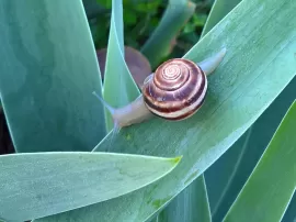 Por qué el San Padre es considerado la máxima autoridad en la iglesia católica