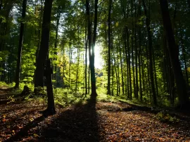 Cómo santificarás las fiestas en tu religión
