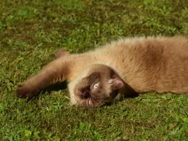 Qué pensaba Sor Marta de la misión que le habían encomendado en África