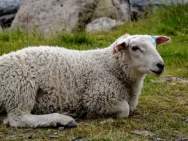 Qué pasará con la oveja perdida