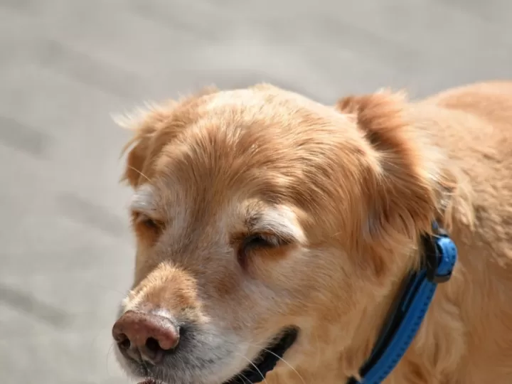 árbol genealógico de abraham