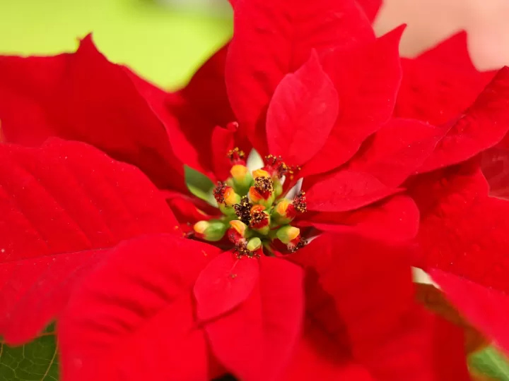 buenas noches de san juan