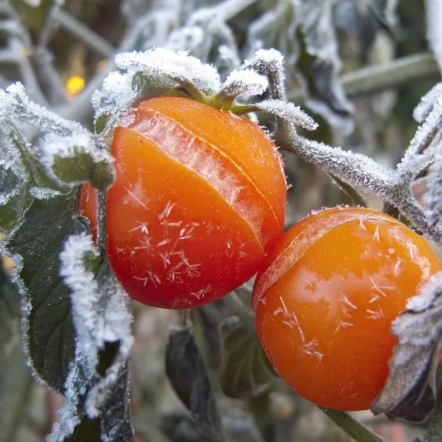 es hoy dia de precepto