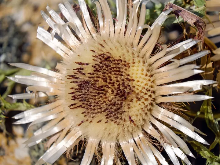 escapulario de plata