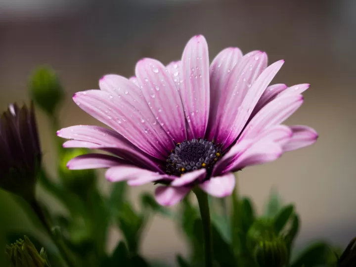 flor de santa teresa
