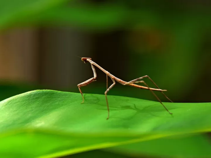 iglesia de las religiosas de maría inmaculada casa madre