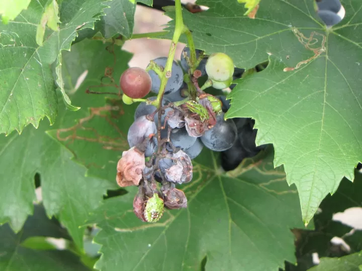 las 7 plagas de egipto y su significado