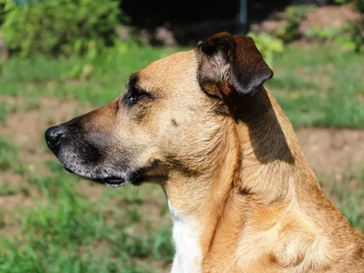 muerte de un perro significado espiritual