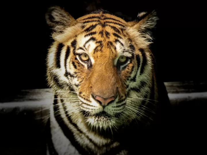 ojo de tigre colgante