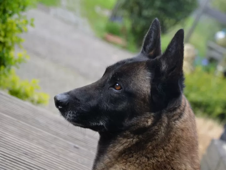 parabola del buen pastor