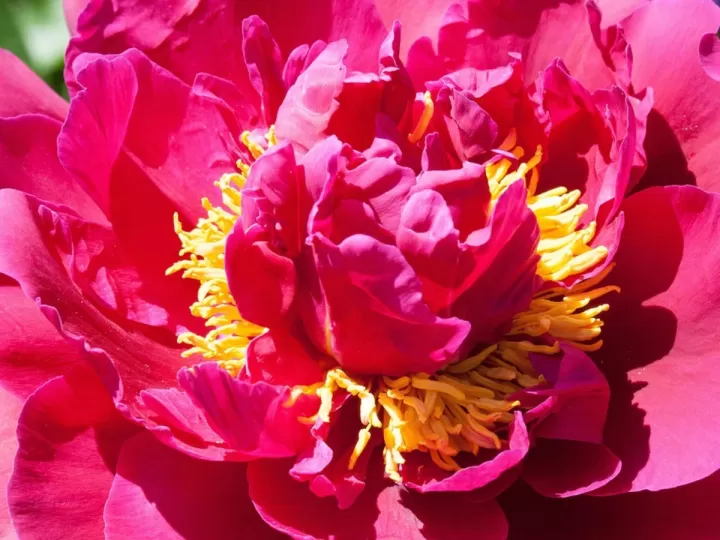 pentecostes significado