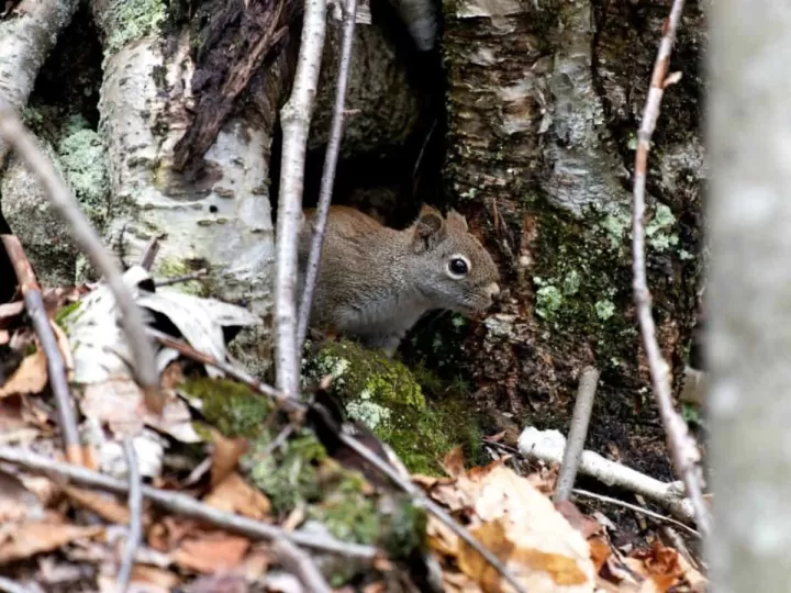 pulsera arbol de la vida plata