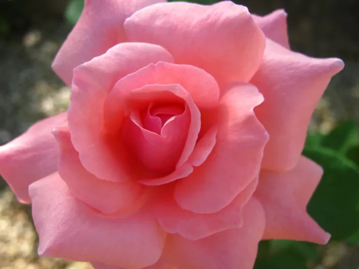 rosa mistica imagen original