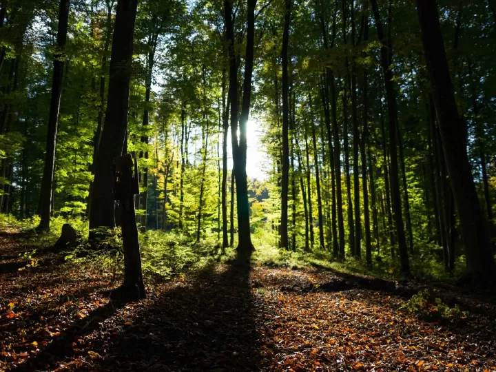 santificarás las fiestas