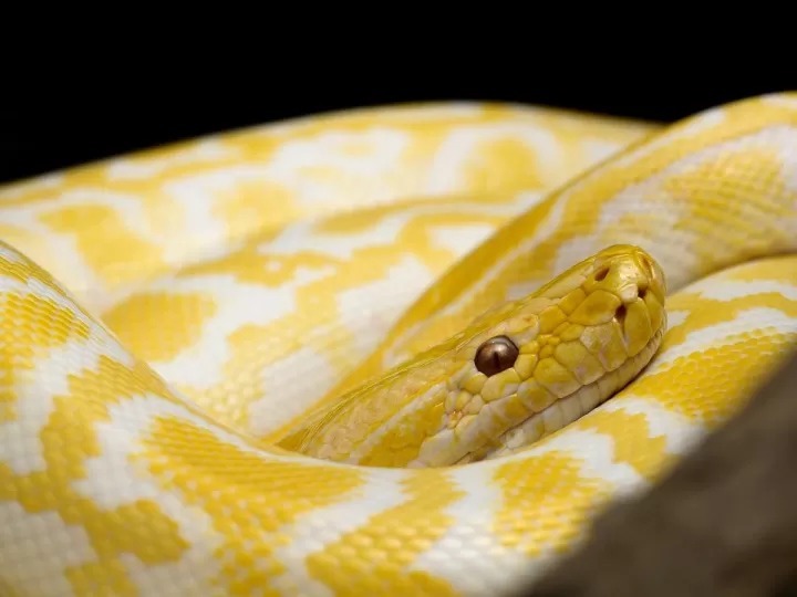 soñarse en la carcel