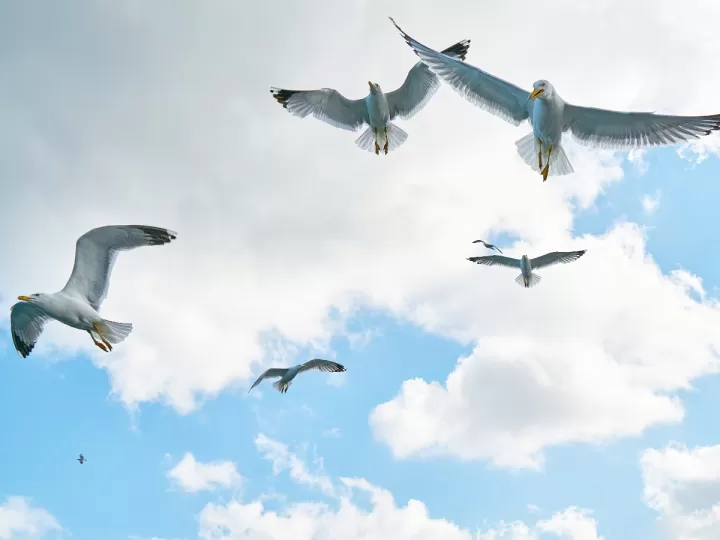 travis birds 19 días y 500 noches después