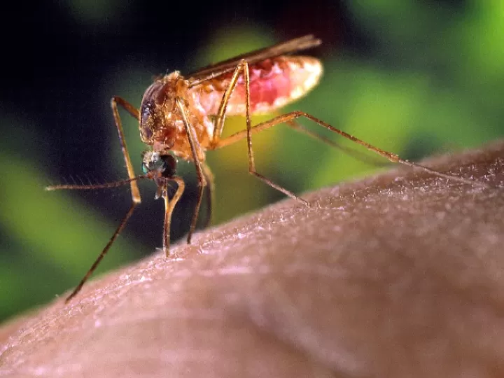 zarandear significado